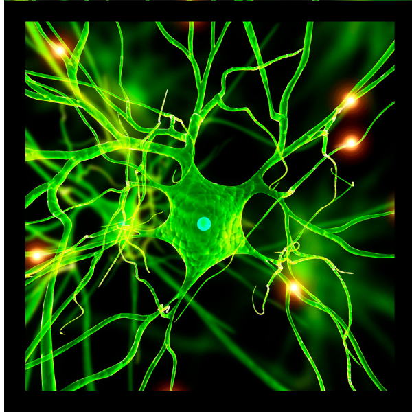 Panel Diagnostyczny - Podstawowy + autoterapia SZYBKI