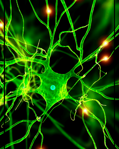 Panel Diagnostyczny -  NEURO